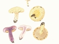 Lactarius flavidus Boud. , Hellgelber Violett-Milchling