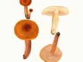 Lactarius fulvissimus Romagn. , Orangefuchsiger Milchling