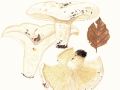 Lactarius vellereus (Fr.) Fr., Wolliger MIlchling , Erdschieber