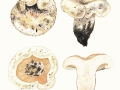 Lactarius vellereus  (Fr.) Fr. , Wolliger Milchling , Erdschieber