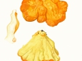 Laetiporus sulphureus (Bull.: Fr.) Murrill , Schwefelporling