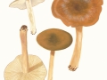 Lyophyllum decastes (Fr.: Fr.) Singer  var. decastes , Büschel-Rasling , Frost-Rasling