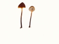 Macrocystidia cucumis (Pers.: Fr.) Joss. var. cucumis, Gemeiner Gurkenschnitzling