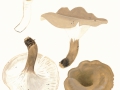 Polyporus badius  (Pers.) Schwein. , Schwarzroter Porling , Kastanienbrauner Porling