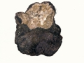 Polyporus tuberaster Jacq.: Fr. , Sklerotienporling , Klumpenporling , Sklerotium