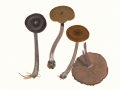 Pseudoclitocybe cyathiformis (Bull.: Fr.) Singer , Kaffeebrauner Scheintrichterling