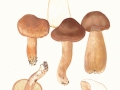 Tricholoma imbricatum (Fr.: Fr.) Kumm. , Feinschuppiger Ritterling