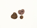 Tuber dryophilum Tul. & C.Tul. var. dryphilum  , Schlesische Trüffel