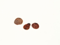 Tuber excavatum Vittad. var. intermedium (Vittad.) G.Gross , Rötliche Hohltrüffel