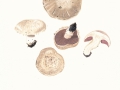 Agaricus comtulus Fr. , Blasser Zwerg-Egerling , Triften-Zwerg-Egerling
