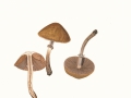Cyclocybe erebia (Fr.) Vizzini & Matheny , Lederbrauner Ackerling