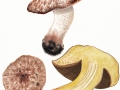 Allopsalliota geesterani (Bas & Heinem.) Nauta & Bas , Maulwurfs-Egerling
