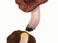 Allopsalliota geesteranii (Bas & Heinem.) Nauta & Bas , Maulwurfs-Egerling