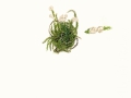 Arrhenia retigura (Bull.: Fr.) Redhead , Netziggerunzelter Adermoosling
