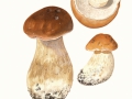 Boletus edulis  Bull.:Fr. , Echter Steinpilz, Fichten-Steinpilz ,  NPH