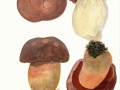 Rubroboletus legaliae (Pilát & Dermek) Della Maggiora & Trassinelli , Falscher Satans-Röhrling