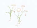 Cuphophyllus virgineus (Wulfen) Kovalenjo, Jungfern-Ellerling , Schnee-Ellerling