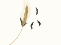 Claviceps purpurea (Fr.) Tul. , Purpurbrauner Mutterkornpilz , Mutterkornpilz