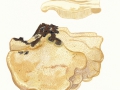 Climacocystis borealis (Fr.) Kotl. & Pouzar , Nördlicher Schwammporling ,  NPH