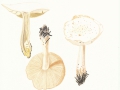 Rhodocollybia maculata (Alb. & Schwein.: Fr.) Singer var. maculata , Gefleckter Rosasporrübling , NPH