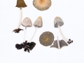 Coprinellus impatiens (Fr.) J.E.Lange, Graublättriger Tintling