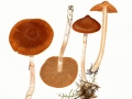 Cortinarius (Tel.) biformis Fr. , Schrägberingter Gürtelfuß
