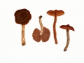 Cortinarius (Tel.)  brunneus (Pers.:Fr.) Fr. var. glandicolor (Fr.:Fr.) Lindstr. & Melot , Dunkelbrauner Gürtelfuß ,
