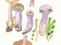 Cortinarius (Ser.) camphoratus (Fr.) Fr. , Bocks-Dickfuß , Stink-Dickfuß ,  NPH