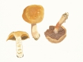 Cortinarius (Tel.) bovinus Fr. , Dickfüßiger Nadelwald-Gürtelfuß ,  NPH