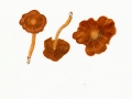 Cortinarius (Tel.) renidens , Quitten-Wasserkopf , NPH
