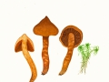 Cortinarius (Lep.)  rubellus Cooke , Spitzgebuckelter Raukopf , NPH