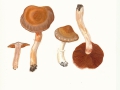 Cortinarius spec.