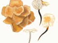 Flammulina fennae Bas , Wurzelnder Samtfuß-Rübling , Weißer Samtfuß-Rübling