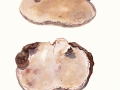 Ganoderma adspersum (Schulzer) Donk , Wulstiger Lackporling