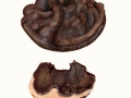 Ganoderma adspersum (Schulzer) Donk , Wulstiger Lackporling