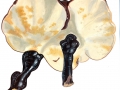 Ganoderma carnosum Pat. , Dunkler Lackporling