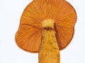 Gymnopilus junonius (Fr.) P.D.Orton , Beringter Flämmling