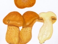 Gymnopilus junonius (Fr.) P.D.Orton , Beringter Flämmling