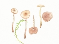 Hebeloma mesophaeum (Pers.) Quél. , Dunkelscheibiger Fälbling