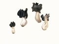 Helvella spadicea Schaeff. , Weißstielige Lorchel