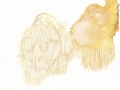 Hericium erinaceum (Bull.: Fr.) Pers. , Igel-Stachelbart