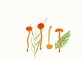Hygrocybe inspida (J.E.Lange) Mos. , Gelbrandiger Saftling
