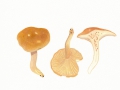 Hygrophorus nemoreus (Pers.: Fr.) Fr. , Hain-Schneckling