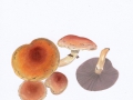 Hypholoma lateritium (Schaeff.: Fr.) Kumm. , Ziegelroter Schwefelkopf