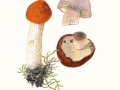 Leccinum leucopodium (Pers.) Dörfelt & G.Berg , Weißstielige Rotkappe , Espen-Rotkappe