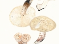 Neolentinus lepideus (Fr.) Redhead & Ginns , Schuppiger Sägeblättling