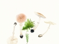 Leucoagaricus wychanskyi (Pilát) Bon & Boiffard , Robuster Egerlingsschirmpilz , Rosaüberhauchter Seidenschirmling