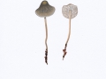 Mycena galericulata (Scop.: Fr.) Quél. , Rosablättriger Helmling