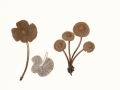 Mycena latifolia (Peck) A.H.Sm. , Breitblättriger Helmling , NPH