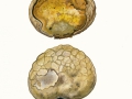 Mycenastrum corium (Guers.) Desv. , Sternstäubling